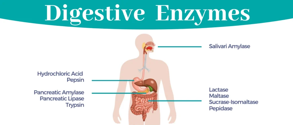 Digestive Enzymes