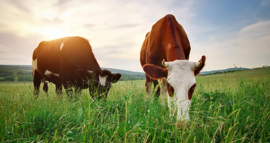Grass-fed_Beef_Tallow